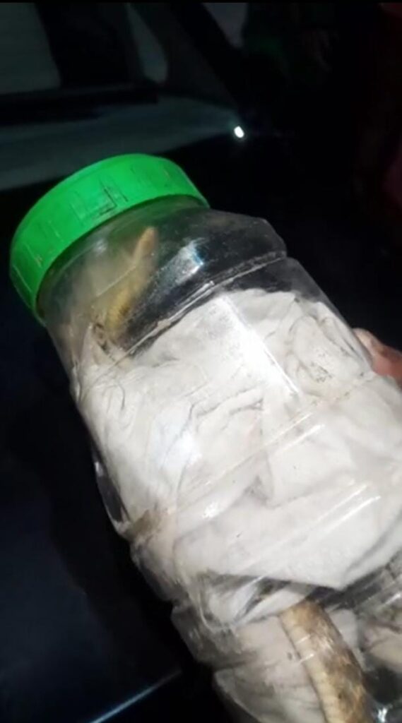 Barabanki: जहरीले सांप ने काटा, लेकिन युवक ने दिखाई हिम्मत, जिंदा सांप को पकड़कर पहुंच गया अस्पताल; डॉक्टर भी रह गए हैरान!