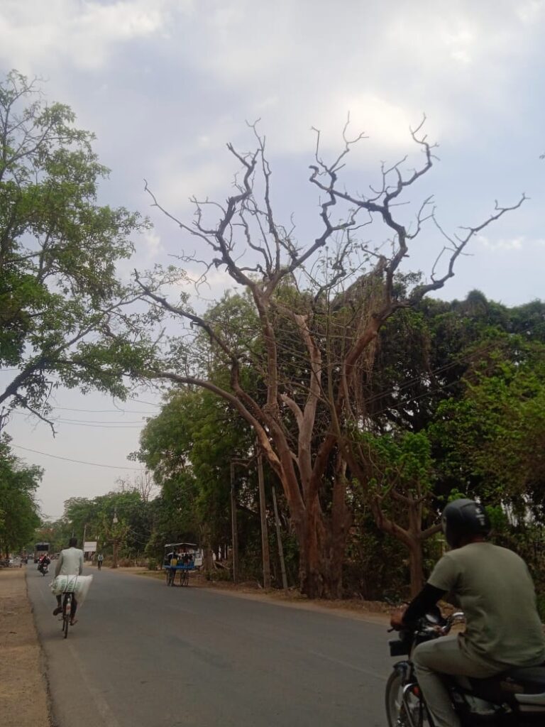 Barabanki: हादसा नहीं, हत्या है ये! रोडवेज बस पर गिरा जर्जर पेड़, 5 की मौत — बाराबंकी एक्सप्रेस की चेतावनी के बावजूद नहीं जागा सिस्टम, जिम्मेदार कौन?