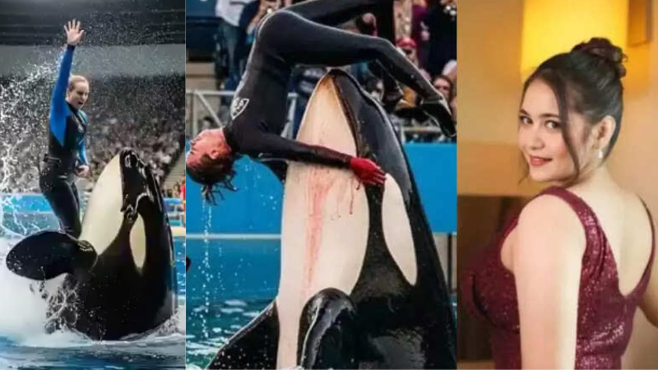जेसिका रैडक्लिफ ऑर्का व्हेल घटना: और भी चौंकाने वाली है विचलित कर देने वाले वायरल वीडियो के पीछे की असली कहानी