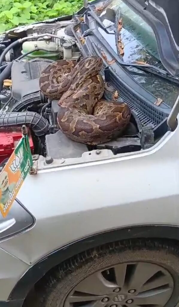 Barabanki: कार का बोनट खोलते ही भाजपा नेता के उड़े होश, अंदर बैठा मिला 7 फीट लंबा अजगर, कौतूहल का विषय बनी घटना