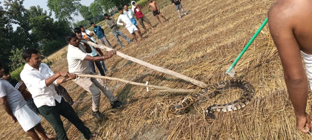 Barabanki:  खेत में विशाल अजगर दिखने से ग्रामीणों में मचा हड़कंप — वन विभाग ने चलाया रेस्क्यू ऑपरेशन
