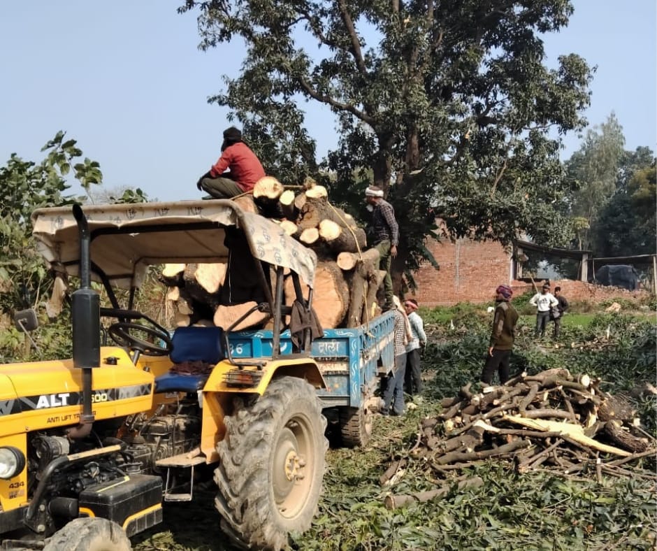 Barabanki: फतेहपुर वन रेंज में वन माफियाओ का आतंक, रात के अंधेरे में काट डाले हरे-भरे आम के चार पेड़