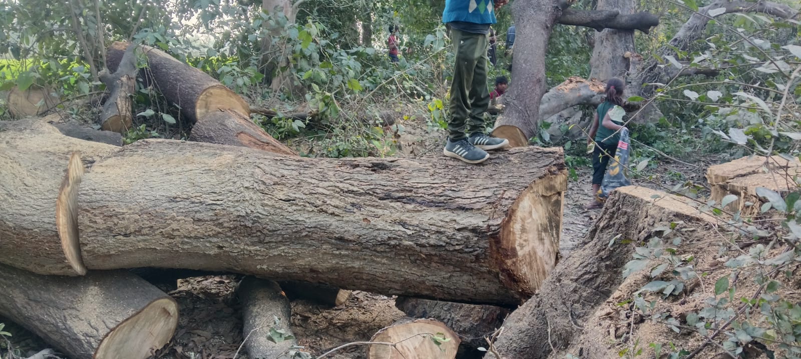 Barabanki News: सरकारी भूमि पर लगे आम के हरे-भरे पेड़ो की अवैध कटान, शिकायत के बावजूद कार्रवाई शून्य, अब डीएम और डीएफओ से कार्रवाई की मांग