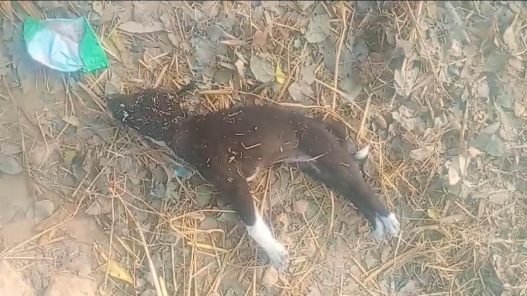 Barabanki News: महिला और उसके परिवार पर जानलेवा हमला, कार्रवाई के बदले सुलह का दबाव बनाने में जुटी पुलिस; पीड़िता ने एसपी से लगाई न्याय की गुहार