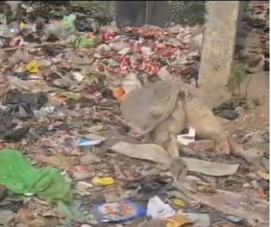 Barabanki: दो सांडों की लड़ाई का खौफनाक अंजाम, नाले के पाइप में फंसकर एक सांड की मौत; जेसीबी की मदद से निकाला गया शव