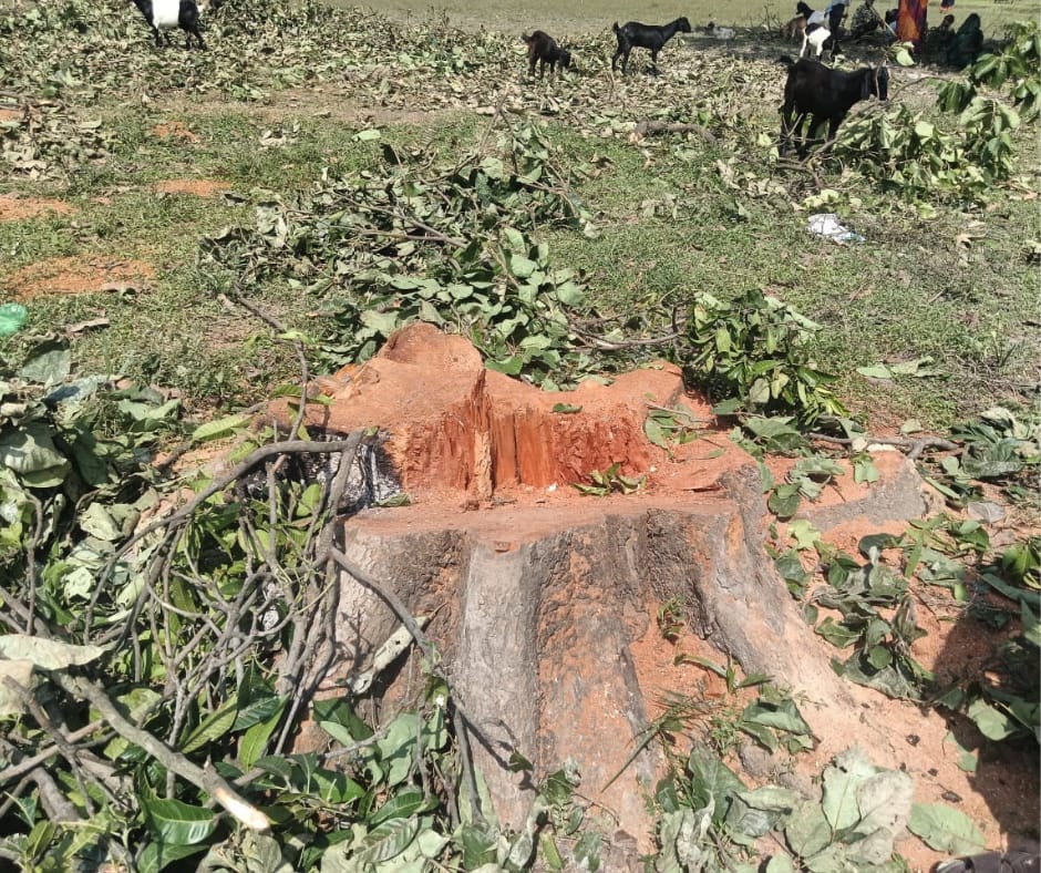 Barabanki News: परमिट की आड़ में हरियाली पर चला आरा, धड़ल्ले से हुई हरे पेड़ों की कटान; ठेकेदार-किसान पर मुकदमा दर्ज